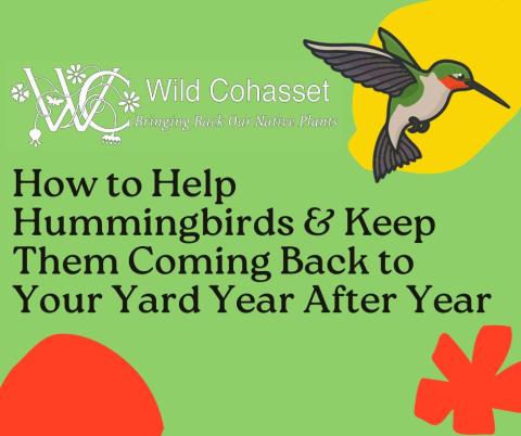 Wild Cohasset Presents: How to Help Hummingbirds & Keep Them Coming Back to Your Yard Year After Year